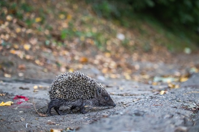 心脏病的突 心脏病的突
